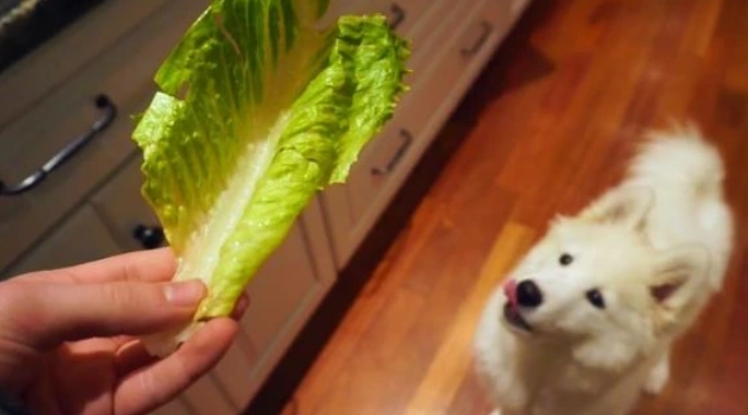 狗可以吃生菜嗎