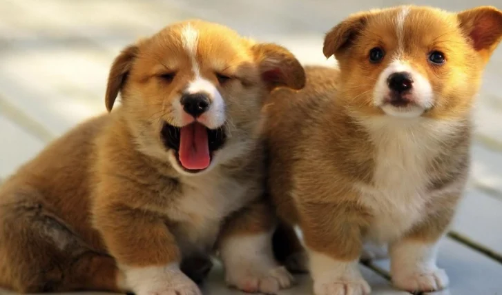 狗狗臨終前用盡力氣回應主人在愛裡離開