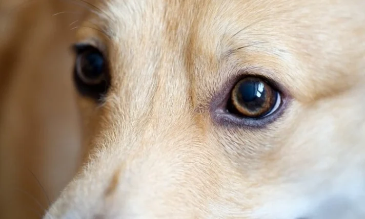 狗狗眼睛發炎原因