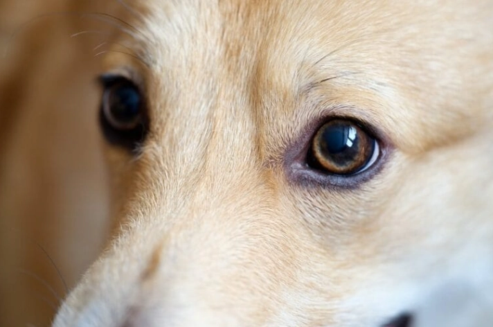 狗狗眼睛發炎原因全解析：從症狀、治療到預防的完整指南