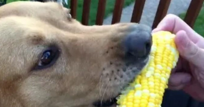 狗狗可以吃玉米筍嗎