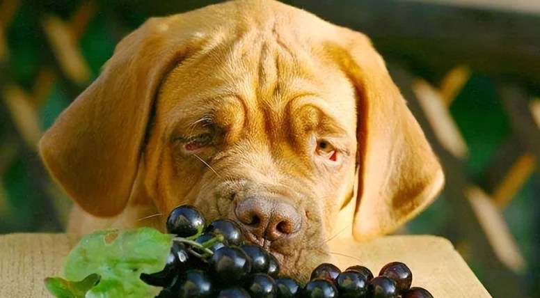 狗吃葡萄解毒
