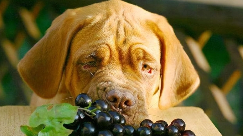 狗吃葡萄解毒全攻略：症狀、急救與預防方法