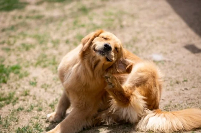 狗狗耳朵咖啡色分泌物