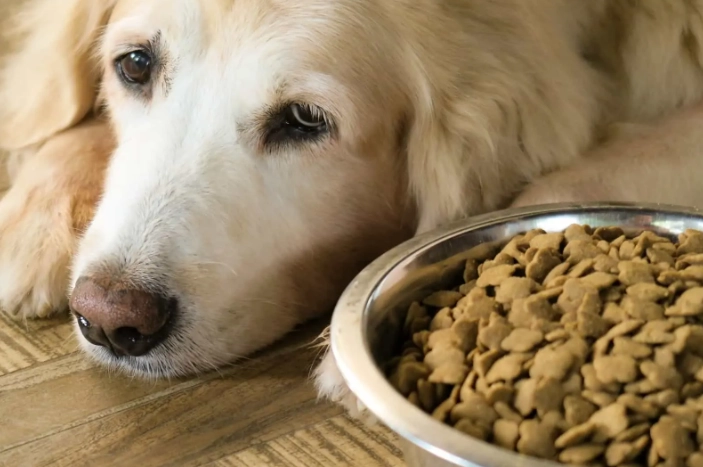 狗狗咳嗽聲音全解析：原因、症狀、治療與預防指南