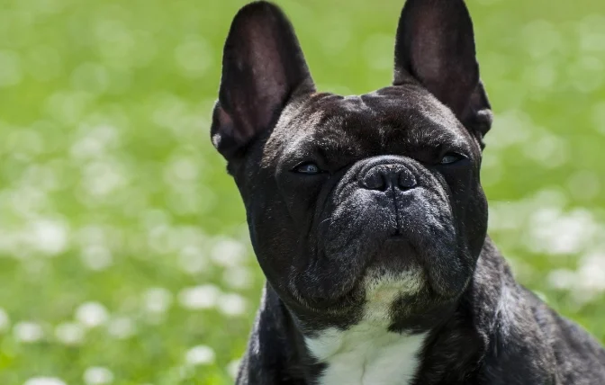 老狗不睡覺一直走來走去