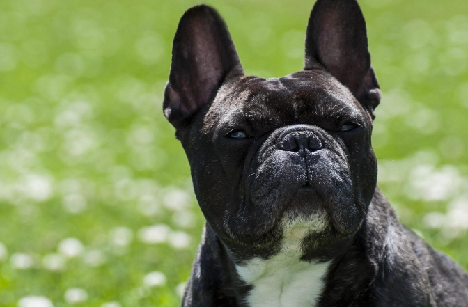 老狗不睡覺一直走來走去怎麼辦？獸醫解析原因與解決方法