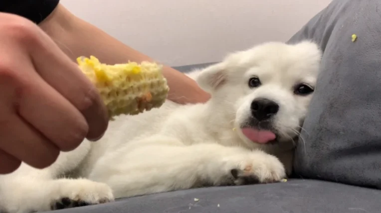 狗狗吃玉米梗