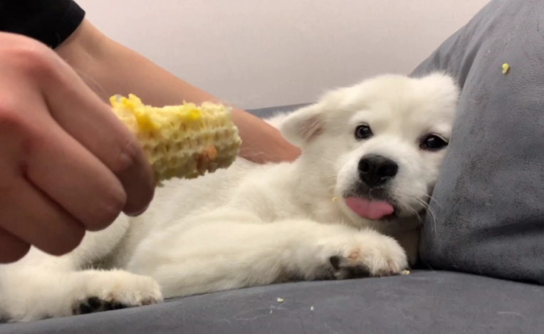 狗狗吃玉米梗安全嗎？風險、益處與完整餵食指南