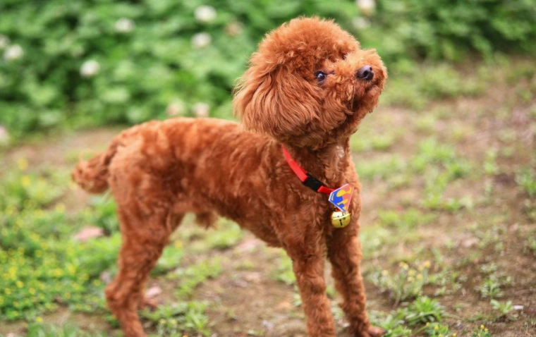 狗吐綠色泡沫怎麼辦？原因、症狀、處理與預防全指南