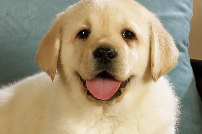 狗狗吐白沫原因