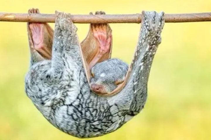 鼯猴吃什么？完整飲食指南與常見疑問解析