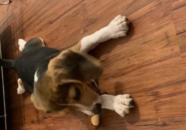 米格魯幼犬領養