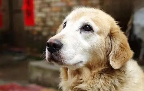 狗狗可以吃金針菇嗎