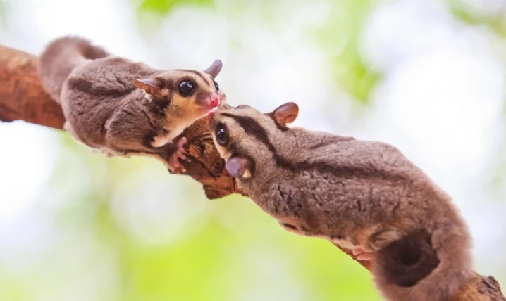 幼蜜袋鼯吃什麼
