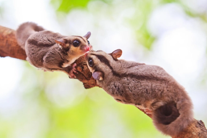 幼蜜袋鼯吃什麼？完整飲食指南與常見錯誤避免