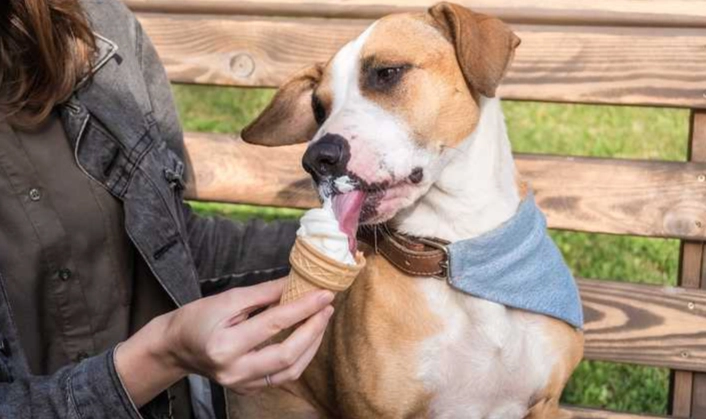 狗狗可以吃冰淇淋嗎