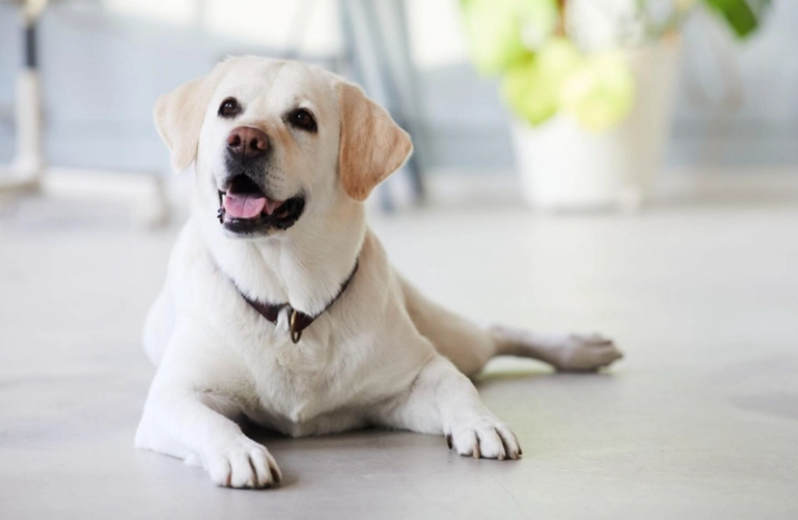 狗狗種類大全：完整指南與熱門品種推薦，幫你找到最適合的毛小孩