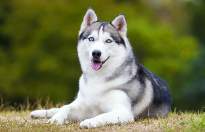 狗可以吃骨頭嗎？獸醫解析風險與安全指南