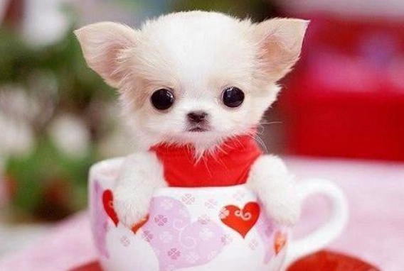 茶杯犬价格
