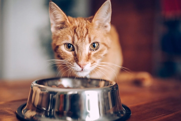 貓咪濕疹會自己好嗎