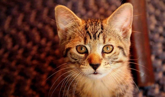 貓咪糖尿病原因