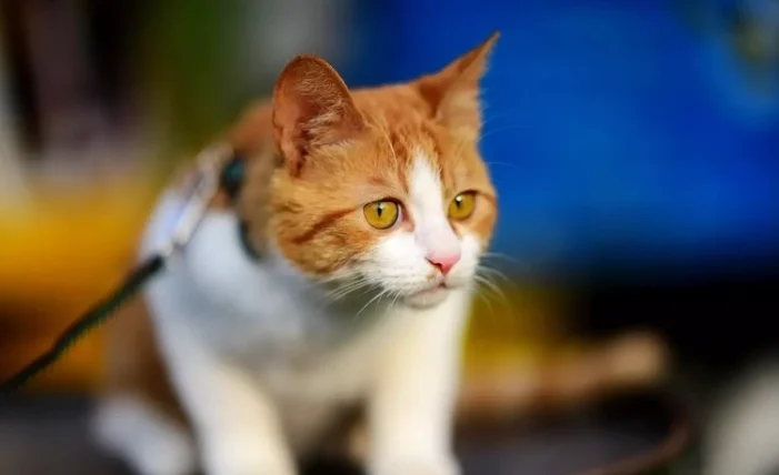 貓咪不小心吃到人的藥