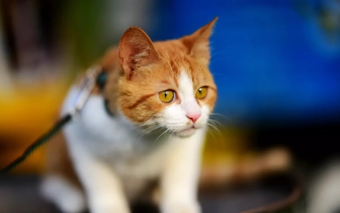 貓咪不小心吃到人的藥怎麼辦？完整急救步驟與預防指南