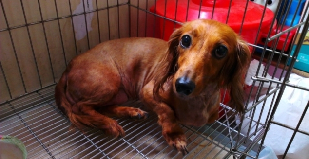 短毛臘腸狗壽命