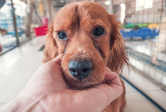 狗腎衰竭嘔吐怎麼辦？獸醫教你判斷與緊急處理指南