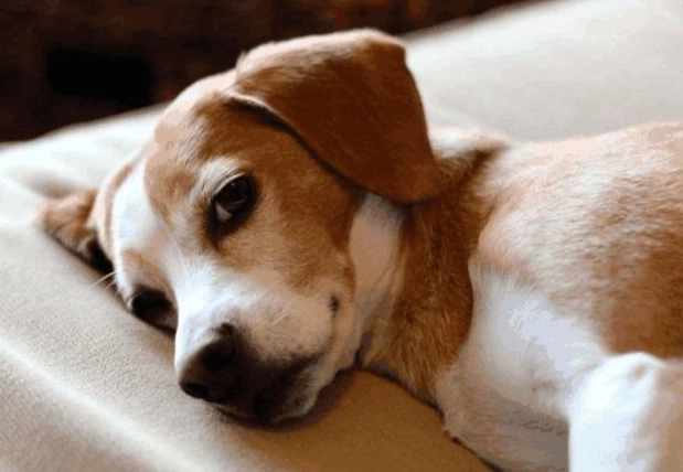 狗狗不舒服走來走去