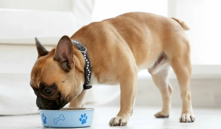 狗狗誤食巧克力怎麼辦