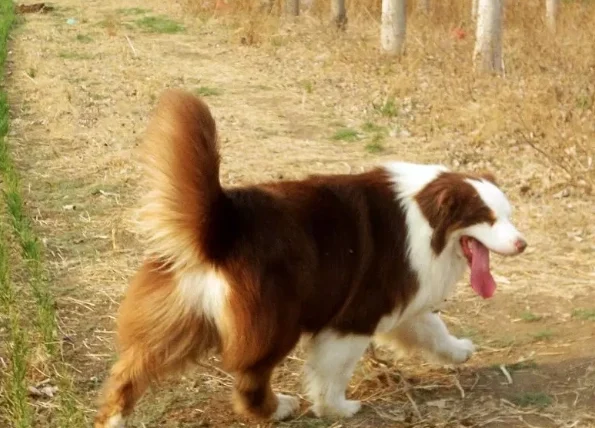 澳洲牧羊犬顏色