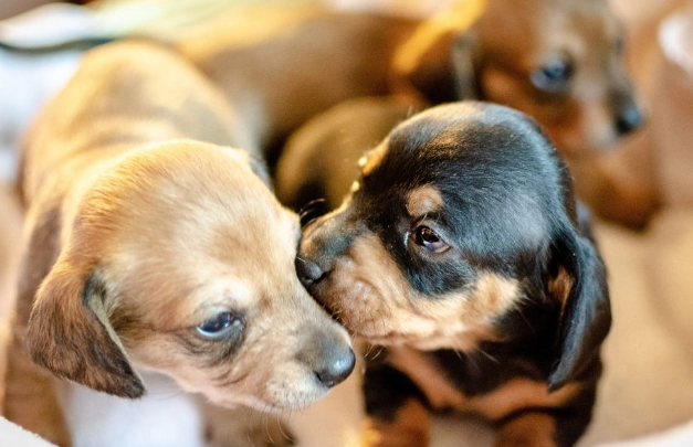 狗狗乳牙快掉了怎麼辦