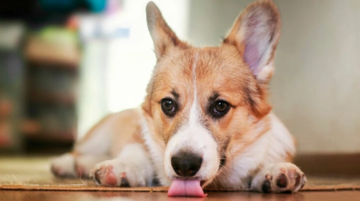 前庭症候群狗治療