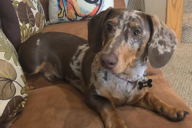 迷你臘腸狗完整飼養指南：從選擇到照顧的實用秘訣