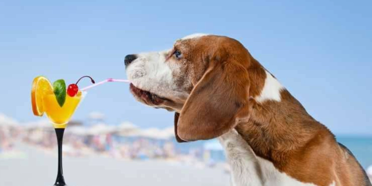 狗狗可以喝果汁嗎