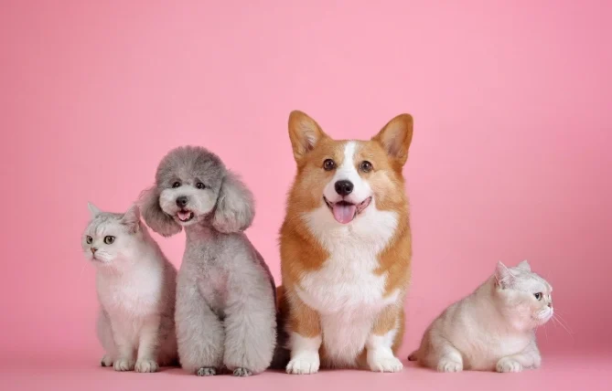 狗狗腸胃不舒服症狀