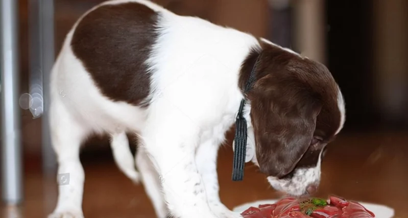 狗吐食物沒消化