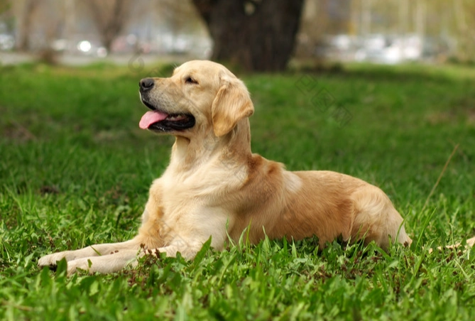 狗狗大便顏色全解析：健康警訊判讀與處理指南