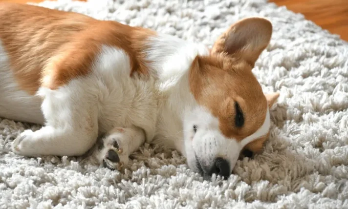 狗狗心臟肥大症狀