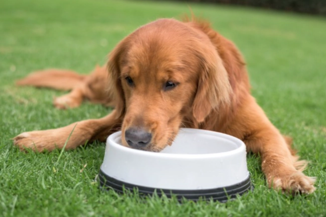 幼犬一直喝水一直尿：完整健康指南與疑難解答