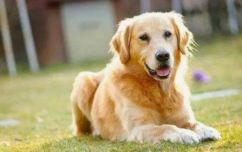 狗狗咳嗽吐白沫