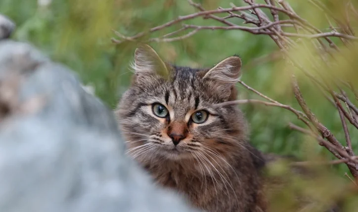 貓糖尿病胰島素