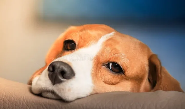 狗狗大便有血原因