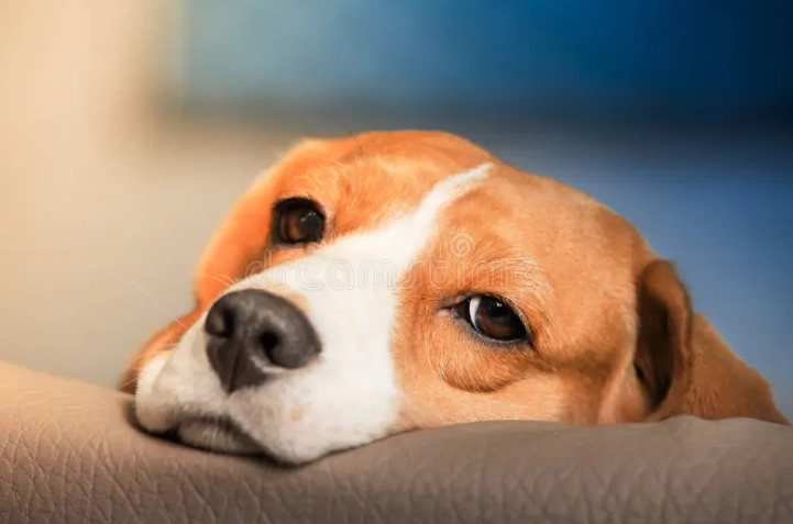 狗狗大便有血原因全解析：常見病因、症狀與應對指南