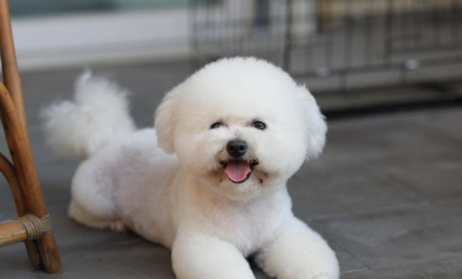 比熊犬會掉毛嗎