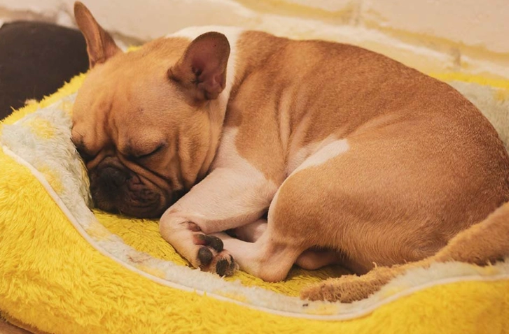 狗狗睡腳中間全解析：原因、好處與實用應對指南