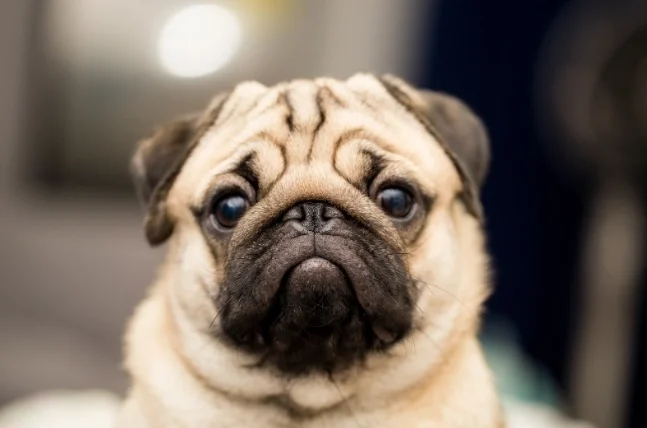 狗不小心喝到茶