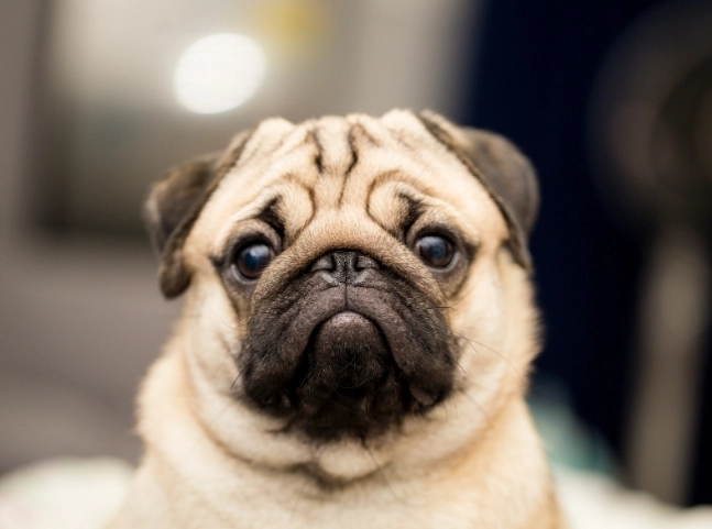 狗不小心喝到茶怎麼辦？完整處理指南與症狀解析